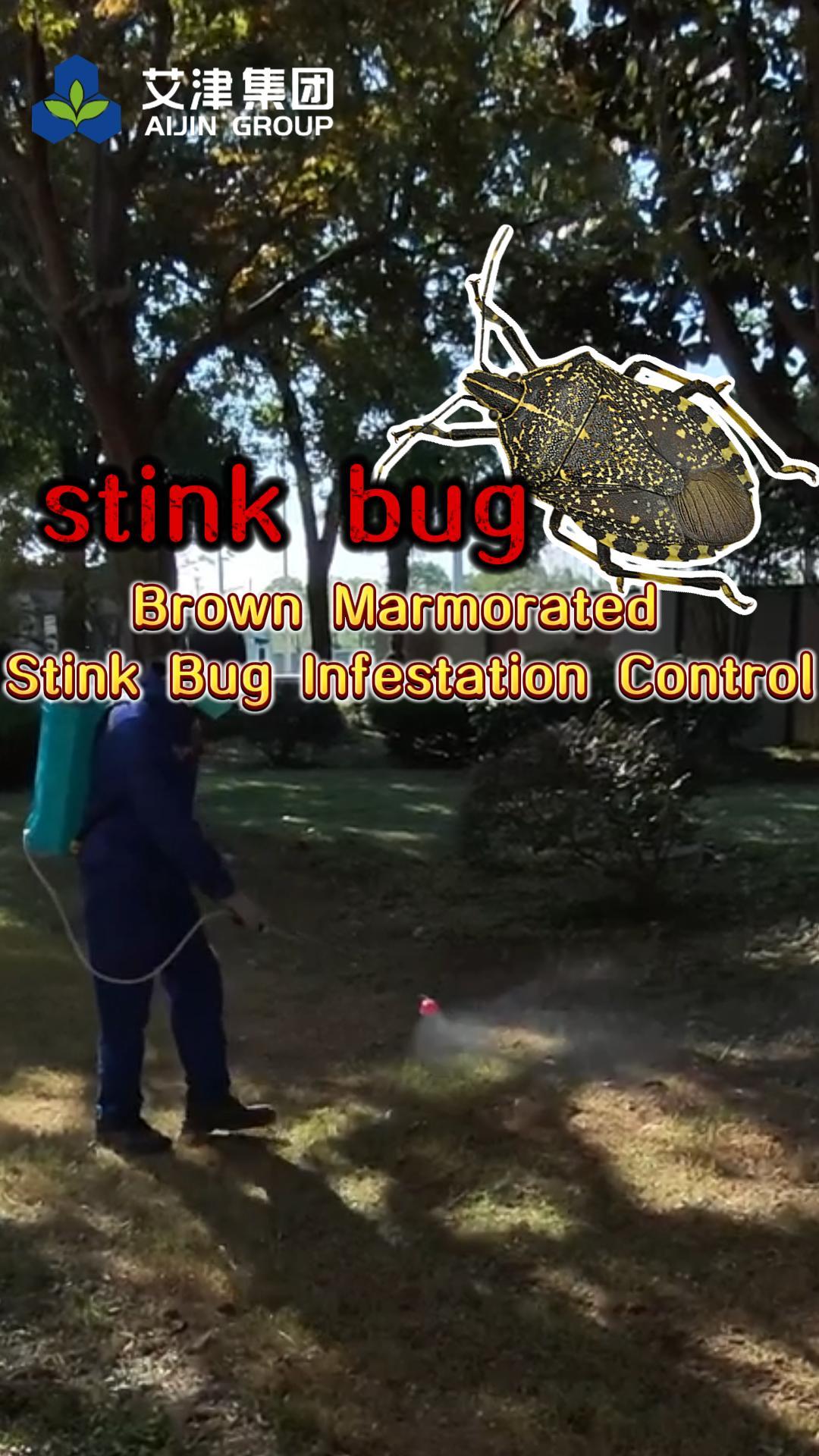 Brown Marmorated Stink Bug Infestation Control