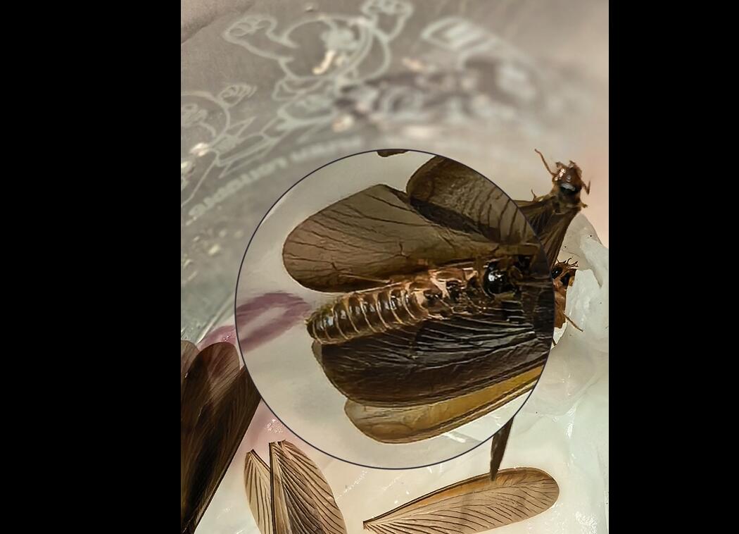 Flying Ants After Rain? They are Actually Termites — Protect Your Home