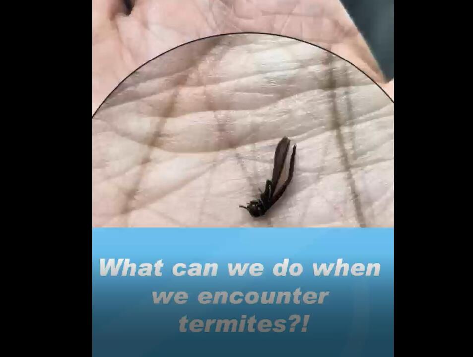 Termite Swarm in a Large Facility – Eliminated with KingGuard® Bait